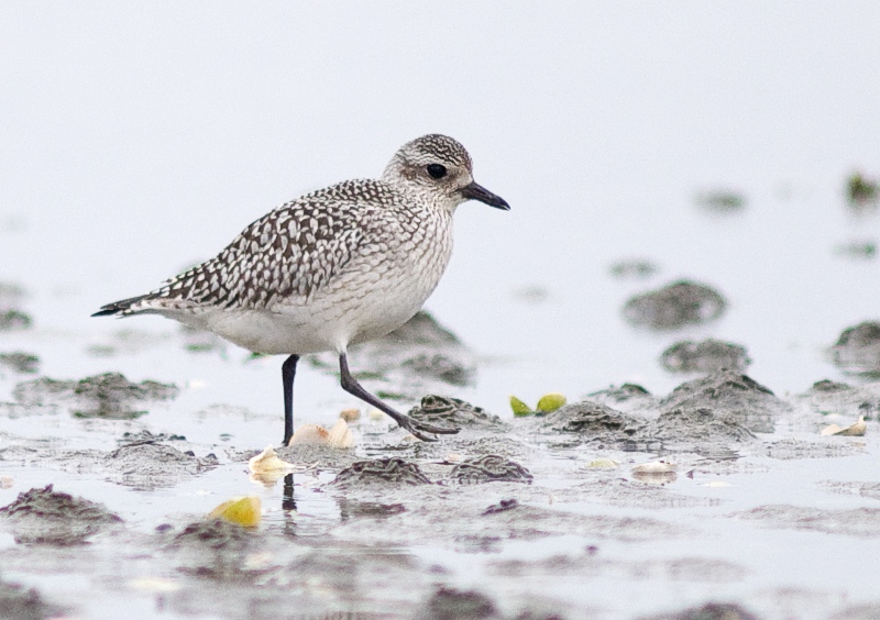 Tundralo - Grey plover (Pluvalis squatarola) winter.jpg